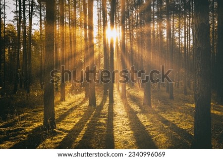 Sunbeams illuminating the trunks of pine trees at sunset or sunrise in an autumn or early winter pine forest. Aesthetics of vintage film.