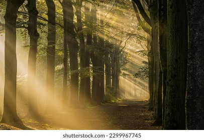 The sunbeams on a shady alley in the forest. Forest sunbeams on forest alley. Sunbeams in forest. Forest alley sunbeams