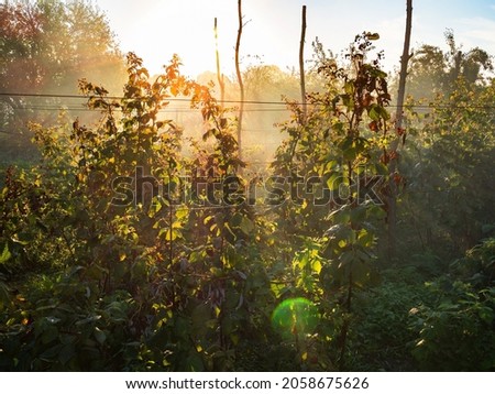 sunbeams over raspberry plantation in garden in autumn
