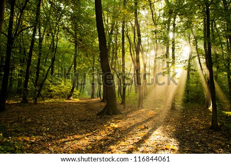 Sunbeams pour through trees in forest