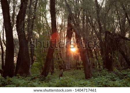 Similar – Image, Stock Photo morning sunshine through pine tree in mist