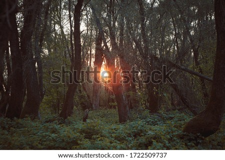 Similar – Image, Stock Photo morning sunshine through pine tree in mist