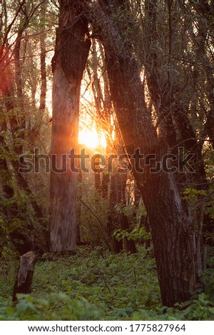 Similar – Image, Stock Photo morning sunshine through pine tree in mist