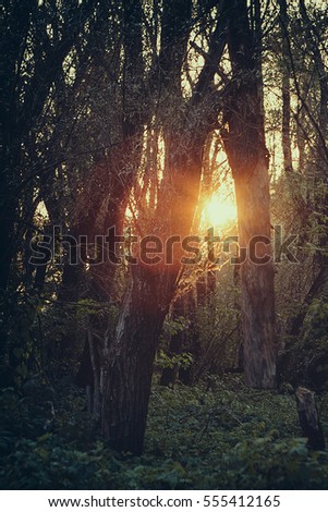 Image, Stock Photo morning sunshine through pine tree in mist