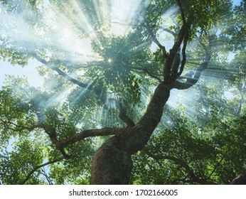 Sunbeams pour through trees in misty forest