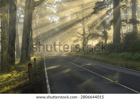 Sunbeams shining through misty eucalyptus forest along a curving road in the Dandenong Ranges National Park