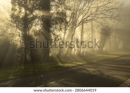 Sunbeams shining through misty eucalyptus forest beside a road in the Dandenong Ranges National Park