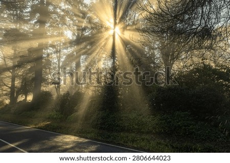 Sunbeams shining through misty eucalyptus forest along a road in the Dandenong Ranges National Park