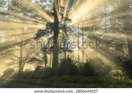 Sunbeams shining through misty eucalyptus forest above a road in the Dandenong Ranges National Park