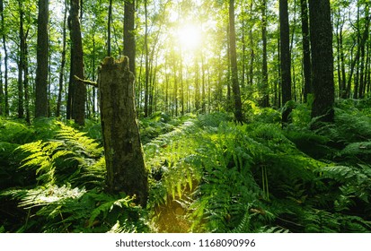 Sunbeams Shining through Natural Forest of Beech Trees, ferns covering the Ground