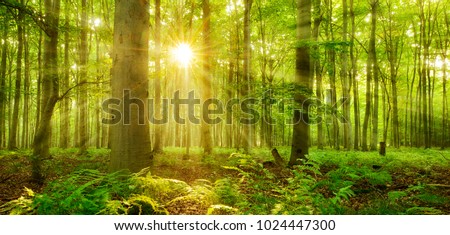 Sunbeams Shining through Natural Forest of Beech Trees, Ferns covering the Ground