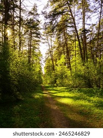 Sunbeams streaming through the pine trees and illuminating the young green foliage on the bushes in the pine forest in springtime. 