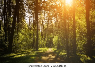 Sunbeams streaming through the pine trees and illuminating the young green foliage on the bushes in the pine forest in springtime. Vintage film aesthetic.