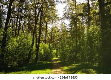 Sunbeams streaming through the pine trees and illuminating the young green foliage on the bushes in the pine forest in springtime. Vintage film aesthetic.