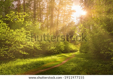 Sunbeams streaming through the pine trees and illuminating the young green foliage on the bushes in the pine forest in spring.