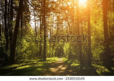 Sunbeams streaming through the pine trees and illuminating the young green foliage on the bushes in the pine forest in springtime. Vintage film aesthetic.