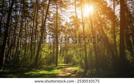 Sunbeams streaming through the pine trees and illuminating the young green foliage on the bushes in the pine forest in springtime. Vintage film aesthetic.