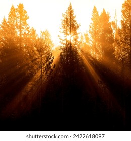 Sunbeams sunrays streaming through pine trees in forest with misty fog morning warmth