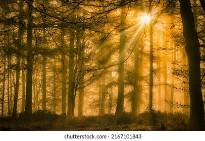 Sunbeams through the crowns of trees in the forest. Forest shadows sunbeams. Sunbeam forest shadows. Amazing forest sunbeam shadows - Shutterstock ID 2167101843