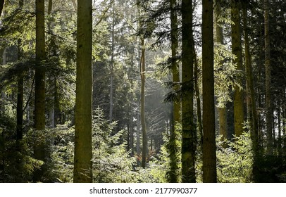 Sunbeams through the crowns of trees in the forest. Forest sunbeams background. Sunbeam forest trees. Forest sunbeam