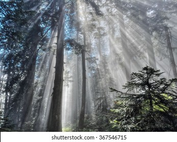 Sunbeams Through Trees In Rain Forest. 
Cypress Mountain  Provincial Park Near Vancouver, British Colombia,  Canada. 