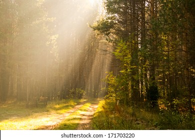 Sunbeams throught the trees