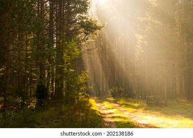 Sunbeams throught the trees