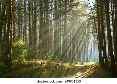 Sunbeams throught the trees