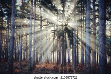 Sunbeams And Winter Sun On Blackheath Common, Surrey, UK