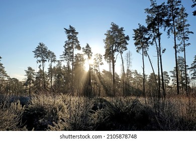 Sunbeams And Winter Sun On Blackheath Common, Surrey, UK