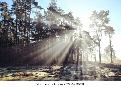 Sunbeams And Winter Sun On Blackheath Common, Surrey, UK