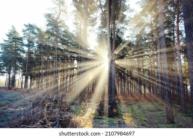 Sunbeams And Winter Sun On Blackheath Common, Surrey, UK