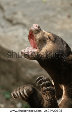 a sunbear opens its mouth wide