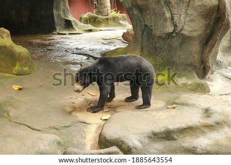 Sunbear Sitting on the Ground in Wildlife Sanctuary. Image of sun bear at a zoo. Helarctos malayanus is walking.