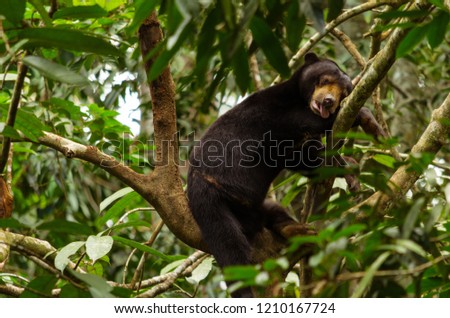 Sunbear sleeping on the tree