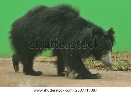 A sunbear walks around while watching the surroundings