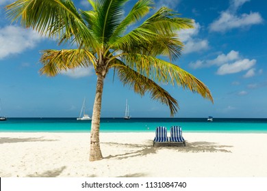 Sunbeds Under A Palm Tree On Exotic Barbados Beach In The Carribean