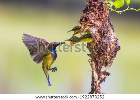 Sunbird and baby bird in a nest at Thailand. Olive-backed sunbird, Yellow-bellied sunbird, Cinnyris jugularis, Nectariniidae.