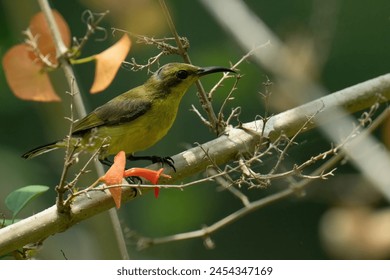 sunbird feeds on nectar from Chinese Hat Plant flower pollen. - Powered by Shutterstock