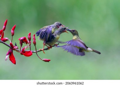 Sun-bird (Nectarinia jugularis) female feeding new born chicks on branch, Sun-bird feeding, Sun-bird hovering 