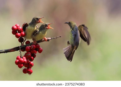 Sun-bird (Nectarinia jugularis) female feeding new born chicks on branch, Sun-bird feeding, Sun-bird hovering  - Powered by Shutterstock