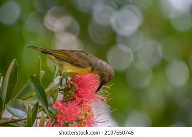 Sunbird On Red Bottlebrush Plant