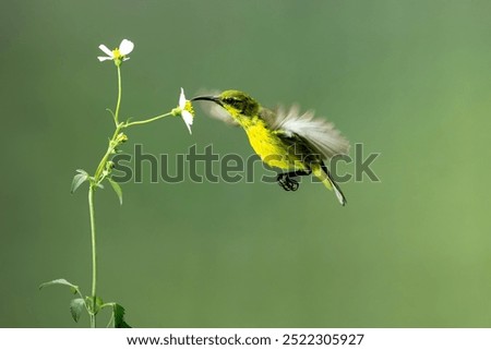 The Sunbird, slender passerines is drinking nectar.