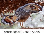 Sunbittern bird with wings spread 