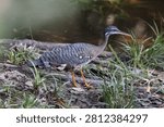 The sunbittern (Eurypyga helias helias) is a bittern-like bird of tropical regions of the Americas, and the sole member of the family Eurypygidae. This photo was taken in Colombia.