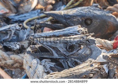 Sun-bleached fish skulls display sharp teeth and weathered textures next to thick marine ropes. This macabre close-up captures the raw reality of traditional fishing remains.