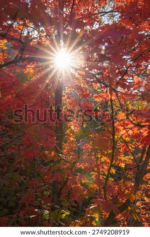 sunburst of light coming through fall colored leaves