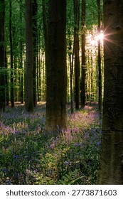 Sunburst peeking between beech trunks over violet bluebells, crisp starshaped flare and elongated tree shadows create uplifting wellbeing