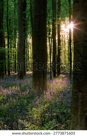 Sunburst peeking between beech trunks over violet bluebells, crisp starshaped flare and elongated tree shadows create uplifting wellbeing