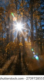 Sunburst through birch trees fall colors
